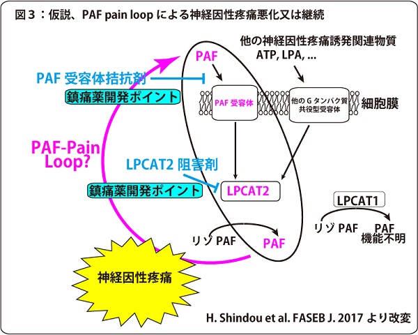 PAF pain loop