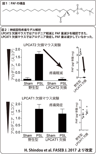 血小板活性化因子